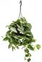 Hangplant scindapsus pictus silvery ann