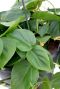 Hartvormig groen blad Philodendron Scandens kamerplant