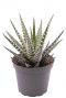 Haworthia big band