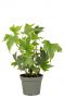Hedera helix yellow
