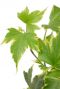 Hedera helix yellow plant