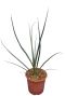 Hesperaloe parviflora p19
