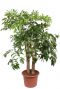 Heteropanax chinensis kamerplant boom