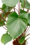 Homalomena rubescens maggy groen blad 1