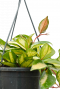 bestellen kopen plant Kamerplant leuke hangplant