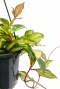 groen blad rood stengel