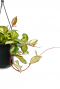 Leuke hangplant bestellen
