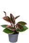 Hoya flamingo dream p6