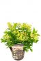 Hydrangea paniculata ophelia planten