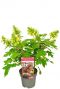 Hydrangea quercifolia ruby slippers plant