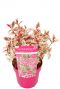 Hydrangea serrata euphoria pink p19