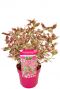 Hydrangea serrata euphoria pink p19 plant