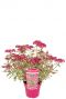 Hydrangea serrata euphoria pink p19 plants