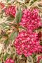 Hydrangea serrata euphoria pink tuinplant