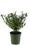 Epipremnum Pinnatum Global Green blad