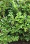 Ilex crenata jenny tuinplant
