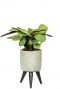 Imre-calathea