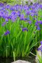 Iris kaempferi vijverplant