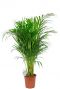 Kamerplant areca palm 1