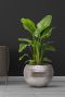 Kamerplant bloempot zilver 1