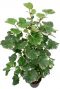 Aralia Balfourii
