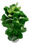 Kamerplant in pot met grote bladeren