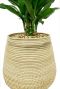 Kamerplant in rotan mand