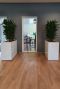 Kantoor roomdivider kamerplant