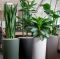 Kantoorplanten-in-gekleurde-potten 1