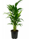 Kentia