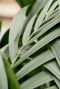 Kentia-palm-blad
