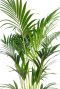 Kentia palm