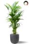 Kentia capi waste pot