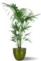 Kentia in bruce pot 1