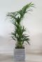 Kentia in capi plantenpot