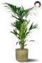 Kentia in metalen pot 3