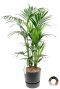 Kentia kamerplant in zwarte pot 1