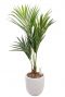 Kentia kunstpalm in witte pot 1