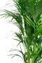 Kentia palm bladeren 170
