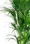 Kentia palm bladeren 1 2