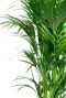 Kentia palm bladeren 1 3