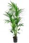 Kentia palm grote kamerplant 1 2  1