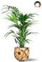 Kentia palm in bloempot