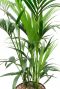 Kentia palm kopen in 123planten