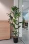 Kentia palm kantoor plant