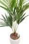Kentia palm zijdeplant in capi pot