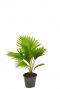 Kleine livistonia rotundifolia palm