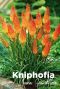 Kniphofia uvaria grandiflora bloembollen
