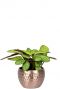 Kody-calathea-