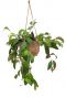 Kokodama aeschynanthus